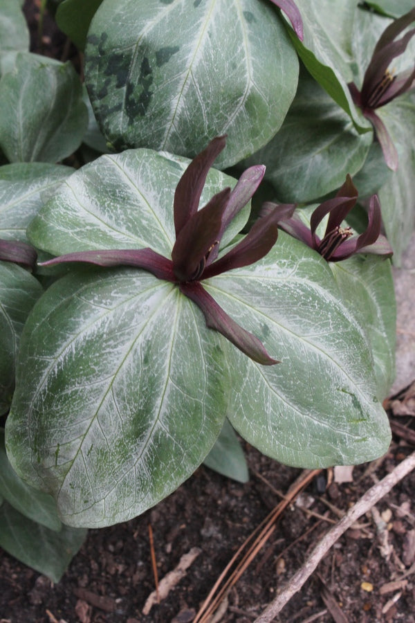 Image of Trillium ludovicianum 'Caldwell Silver' taken at Juniper Level Botanic Gdn, NC by JLBG