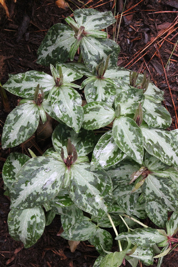 Image of Trillium ludovicianum 'Ouachita' taken at Juniper Level Botanic Gdn, NC by JLBG