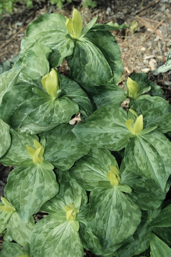 Image of Trillium luteum taken at Juniper Level Botanic Gdn, NC by JLBG