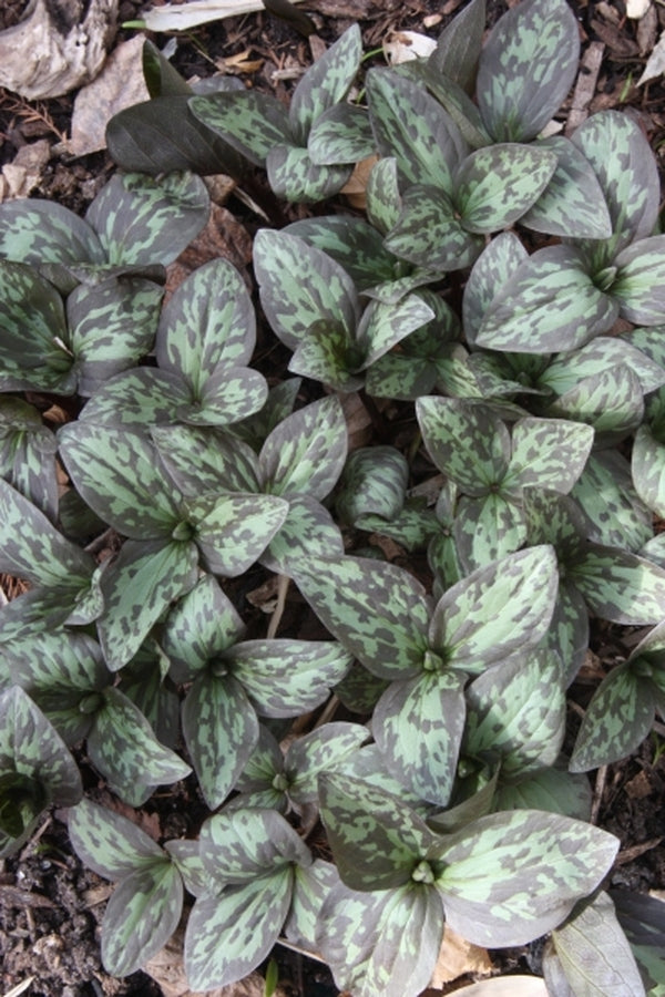 Image of Trillium recurvatum 'Arcadia' taken at Juniper Level Botanic Gdn, NC by JLBG