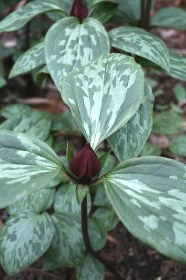 Image of Trillium recurvatum Missouri form taken at Juniper Level Botanic Gdn, NC by JLBG