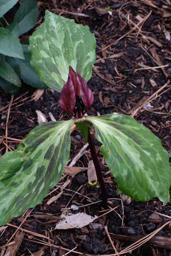 Image of Trillium x recurvifolium 'Love Shack' taken at Juniper Level Botanic Gdn, NC by JLBG