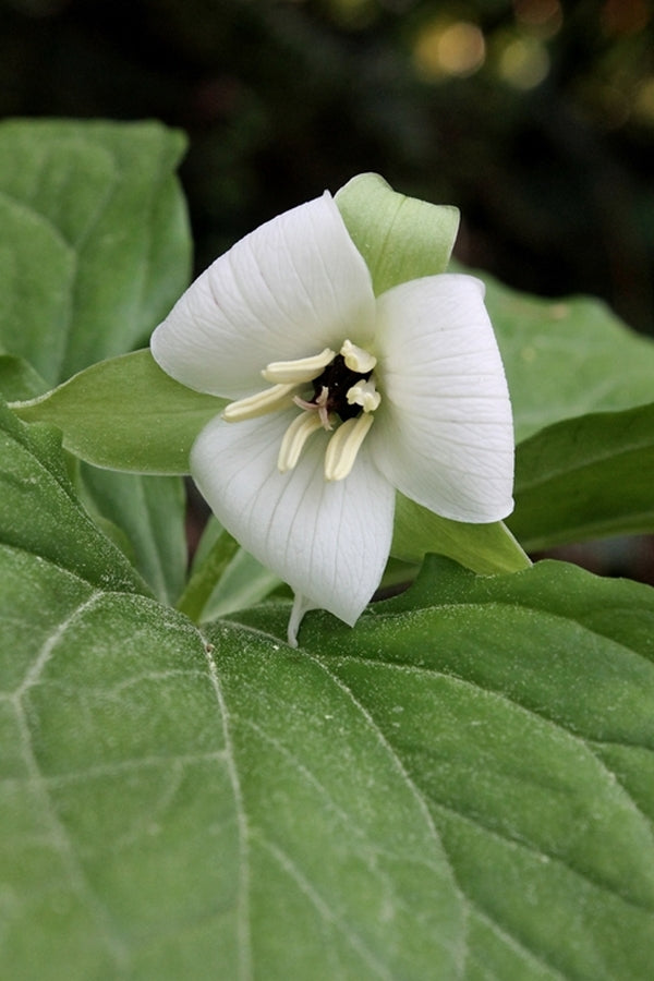 Image of Trillium simile taken at Juniper Level Botanic Gdn, NC by JLBG
