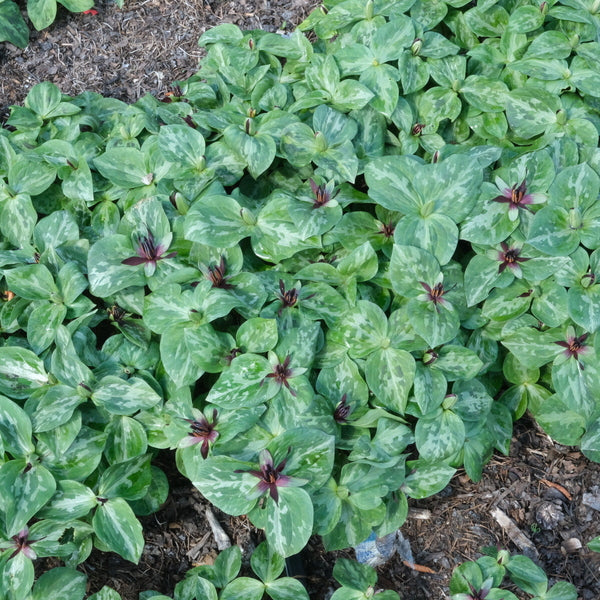 Image of Trillium stamineum 'Power Walker' taken at Juniper Level Botanic Gdn, NC by JLBG
