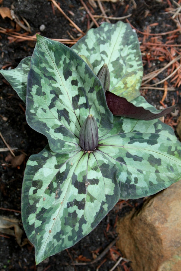 Image of Trillium underwoodii 'Lumpkin Lightning' taken at Juniper Level Botanic Gdn, NC by JLBG