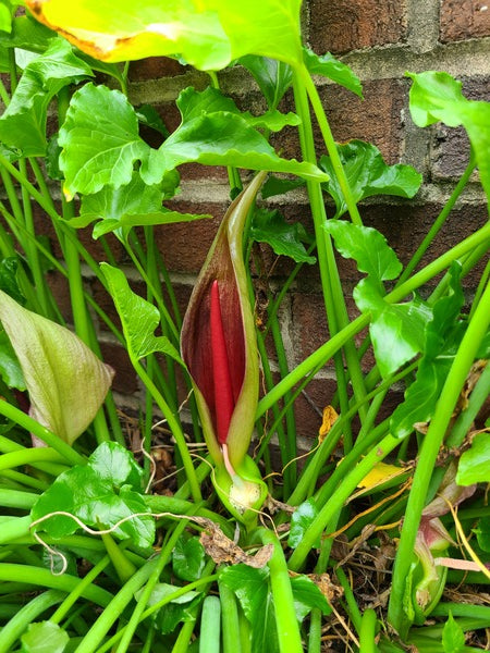 Image of Typhonium trilobatum 'Galloway Giant' taken at A. Galloway Gdn, NC by T. Avent
