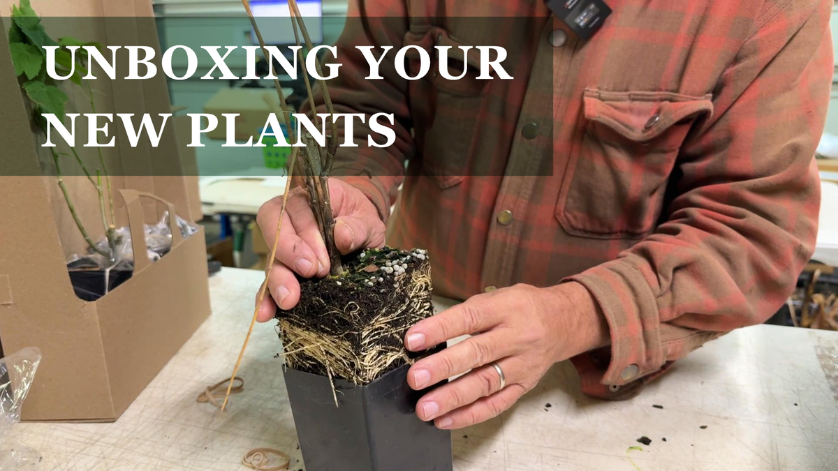 Load video: Learn how to unbox the different types of perennials and how to care for them before planting.