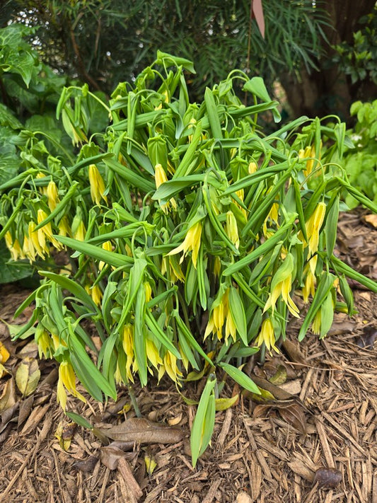 Image of Uvularia grandiflora taken at Juniper Level Botanic Gdn, NC by JLBG