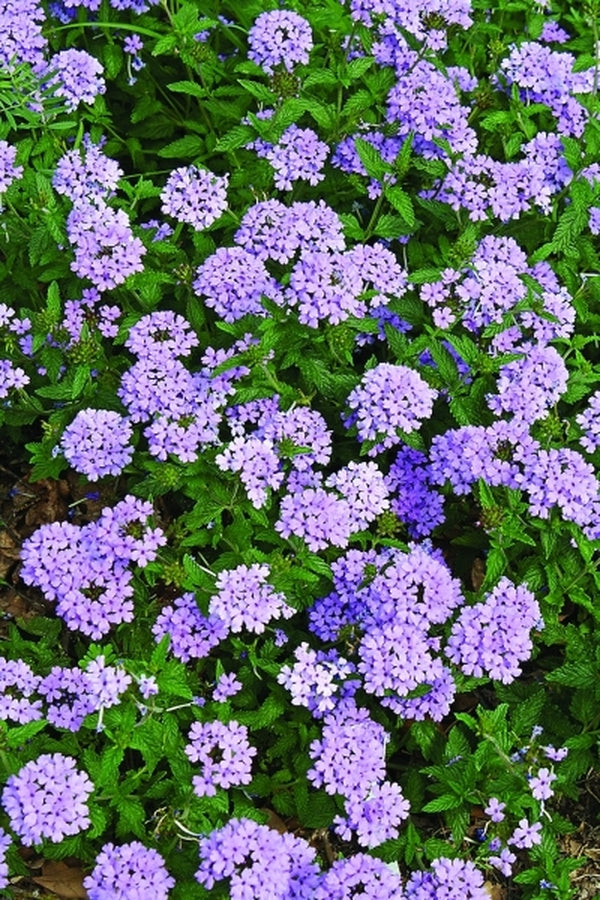 Image of Verbena 'Blue Princess' taken at Juniper Level Botanic Gdn, NC by JLBG
