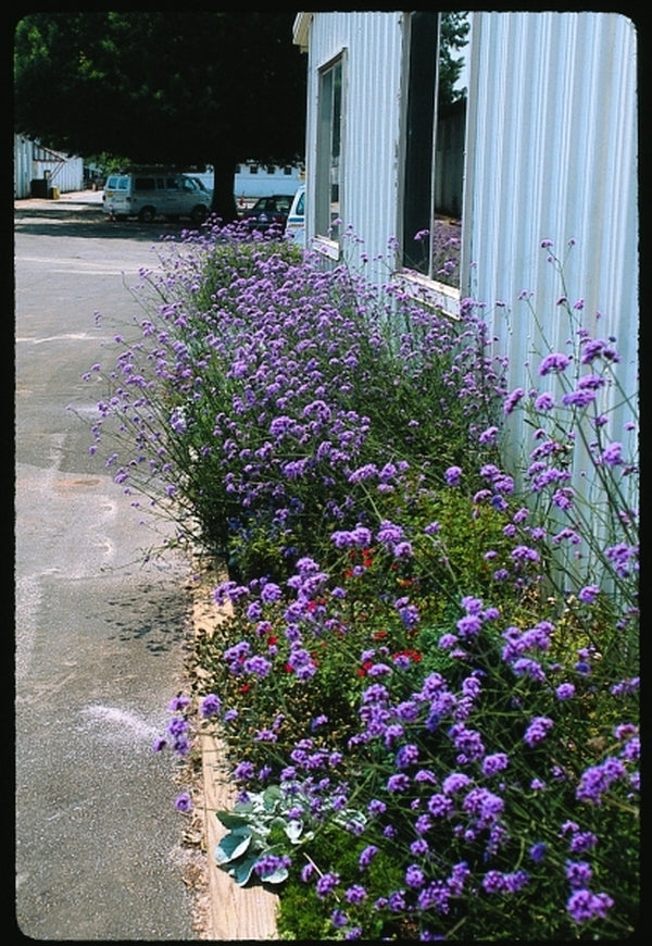 Image of Verbena bonariensis taken at NC State Fair