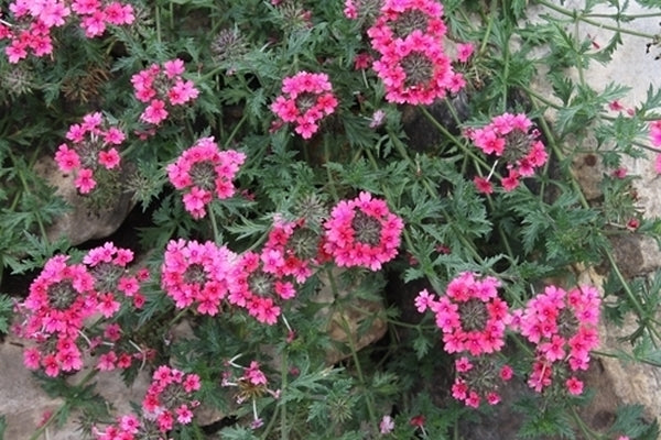 Image of Verbena tenera 'Sissinghurst' taken at Juniper Level Botanic Gdn, NC by JLBG