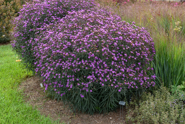 Image of Vernonia 'Violet Night' PPAF taken at Juniper Level Botanic Gdn, NC by JLBG