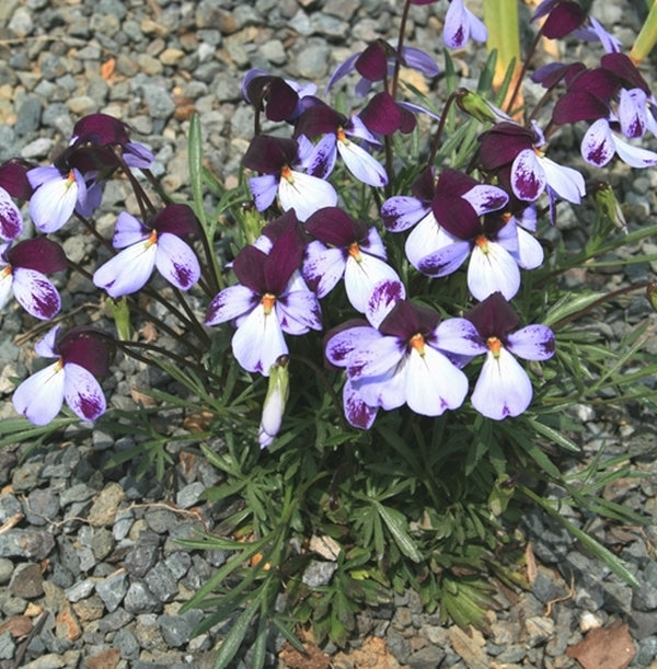 Image of Viola pedata 'Eco Artist Palette' taken at Juniper Level Botanic Gdn, NC by JLBG