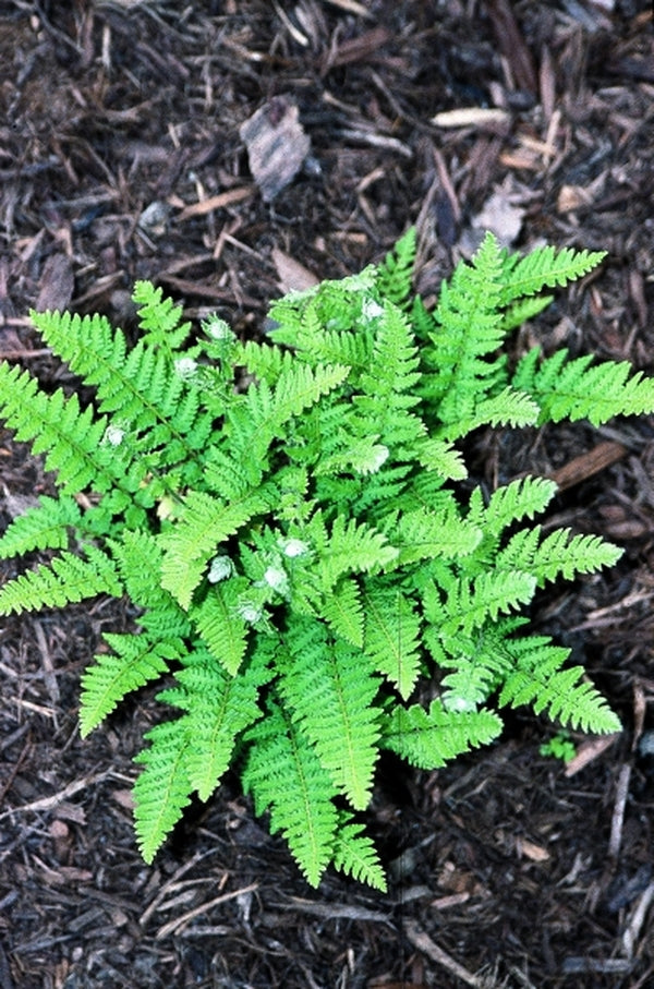 Image of Woodsia subcordata taken at Juniper Level Botanic Gdn, NC by JLBG