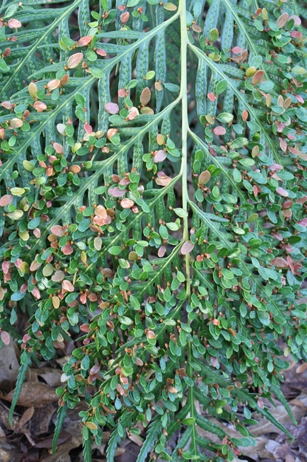 Image of Woodwardia prolifera 'Mama Mia' taken at J.C. Raulston Arboretum, NC