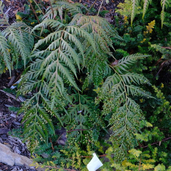 Image of Woodwardia prolifera 'Mama Mia' taken at Juniper Level Botanic Gdn, NC by JLBG