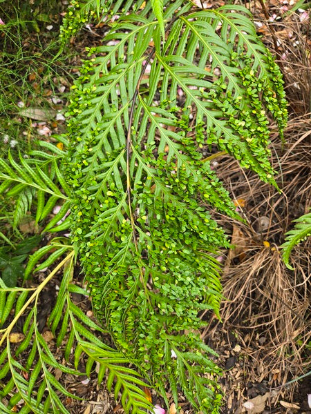 Image of Woodwardia prolifera 'Mama Mia' taken at Juniper Level Botanic Gdn, NC by JLBG