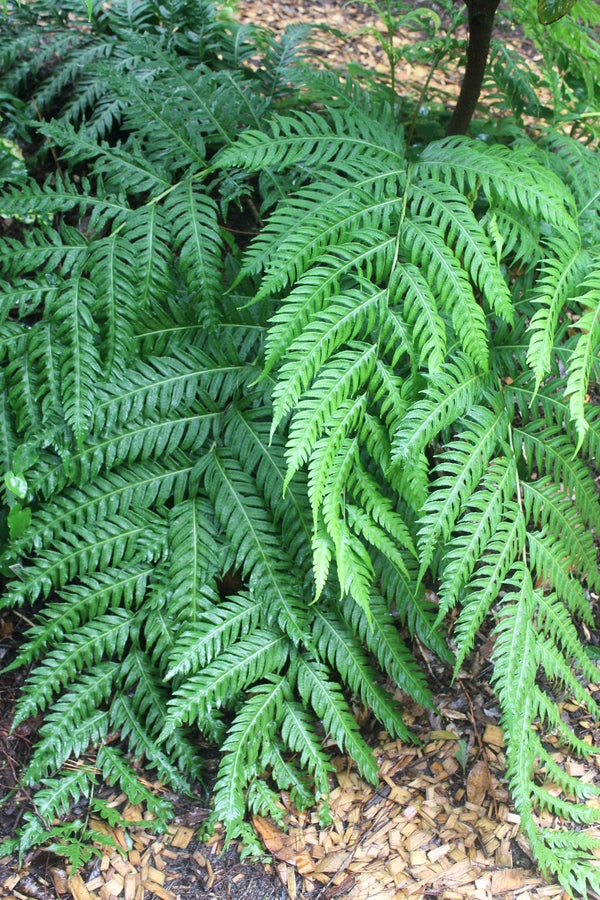 Image of Woodwardia unigemmata 'Ping Wu' taken at Juniper Level Botanic Gdn, NC by JLBG
