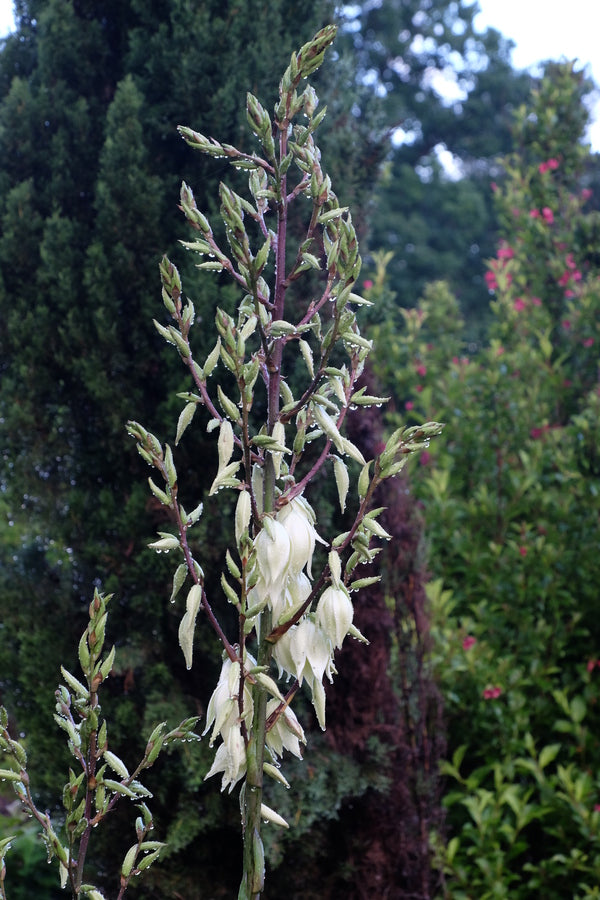 Image of Yucca 'Silver Anniversary' PP 31,437 taken at Juniper Level Botanic Gdn, NC by JLBG