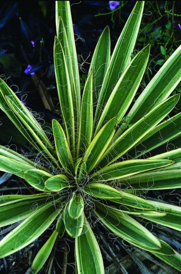 Image of Yucca filamentosa 'Variegata' taken at Juniper Level Botanic Gdn, NC by JLBG