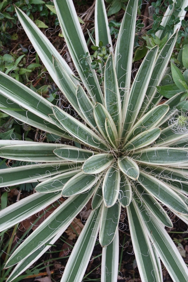 Image of Yucca filamentosa 'Variegata' taken at Juniper Level Botanic Gdn, NC by JLBG