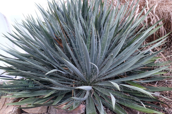 Image of Yucca flaccida 'Hairy' taken at Juniper Level Botanic Gdn, NC by JLBG