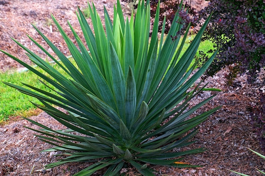 Image of Yucca gloriosa 'Some Beach' taken at Juniper Level Botanic Gdn, NC by JLBG