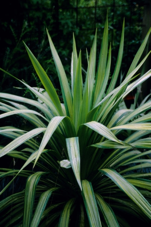 Image of Yucca recurva 'Gold Ribbons' taken at S. Hogan Gdn, OR