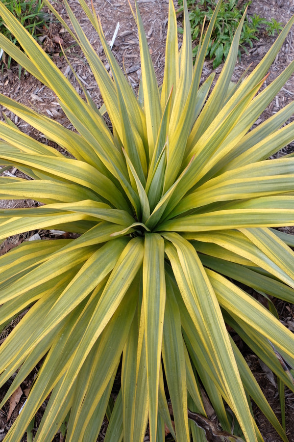 Image of Yucca recurva 'Mellow Yellow' taken at Juniper Level Botanic Gdn, NC by JLBG