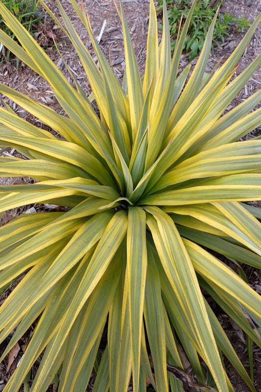 Image of Yucca recurva 'Mellow Yellow' taken at Juniper Level Botanic Gdn, NC by JLBG