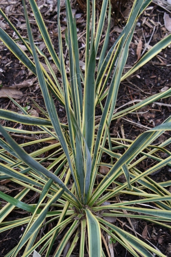 Image of Yucca smalliana 'Bright Edge' taken at Juniper Level Botanic Gdn, NC by JLBG