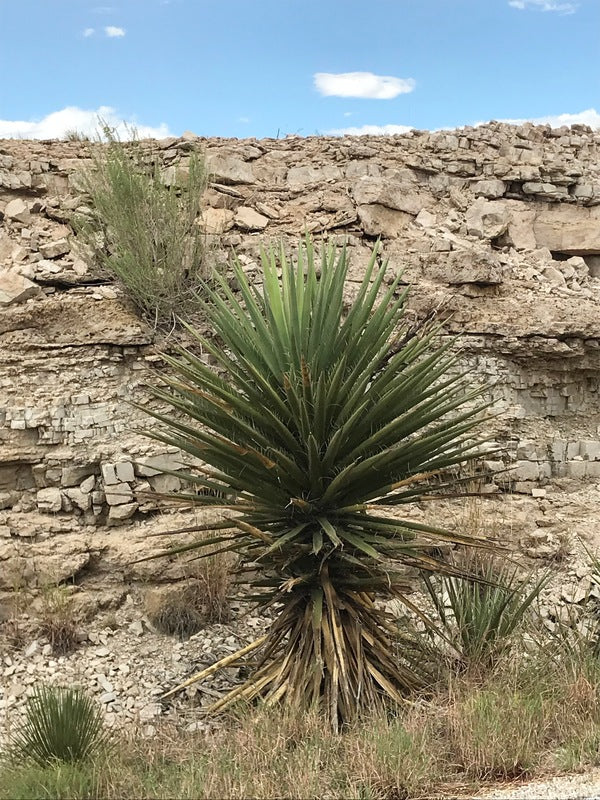 Image of Yucca torreyi 'Chaves' taken at Chaves County, New Mexico by D. Salman