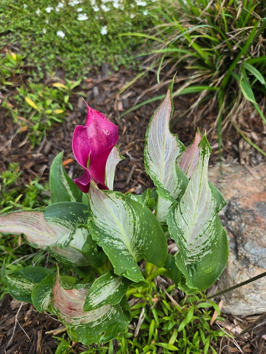 Image of Zantedeschia 'Frozen Queen' taken at Juniper Level Botanic Gdn, NC by JLBG