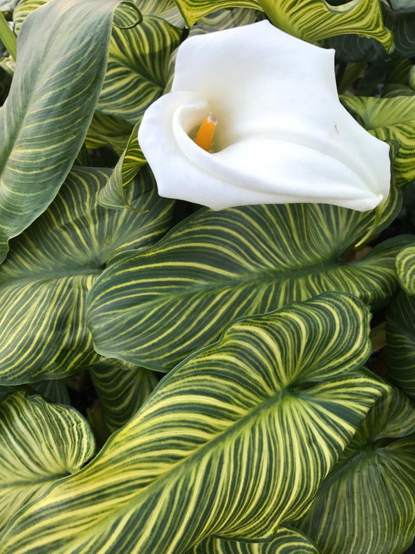 Image of Zantedeschia aethiopica 'African Gold' taken at Juniper Level Botanic Gdn, NC by C. Hardison