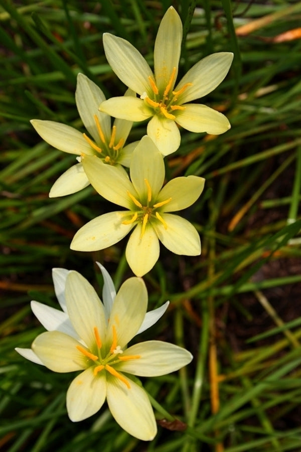 Image of Zephyranthes 'Ajax' taken at Juniper Level Botanic Gdn, NC by JLBG