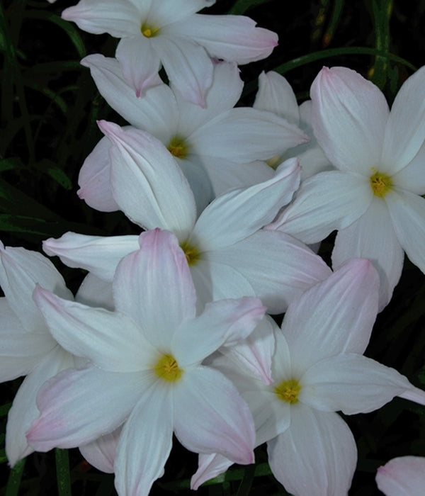Image of Zephyranthes 'Big Dude'