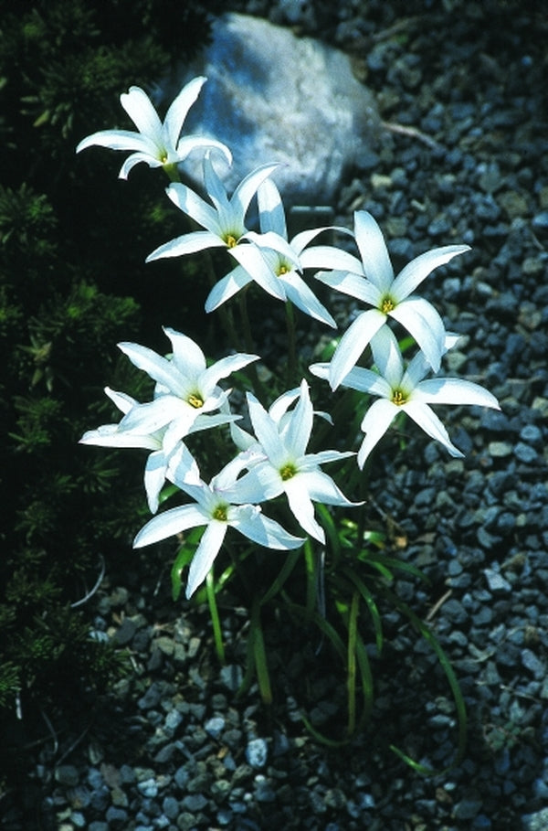 Image of Zephyranthes 'Itsy Bitsy' taken at Juniper Level Botanic Gdn, NC by JLBG