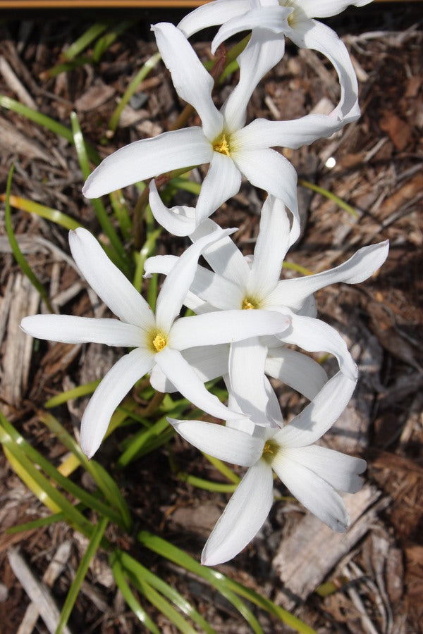 Image of Zephyranthes 'Itsy Bitsy' taken at Juniper Level Botanic Gdn, NC by JLBG