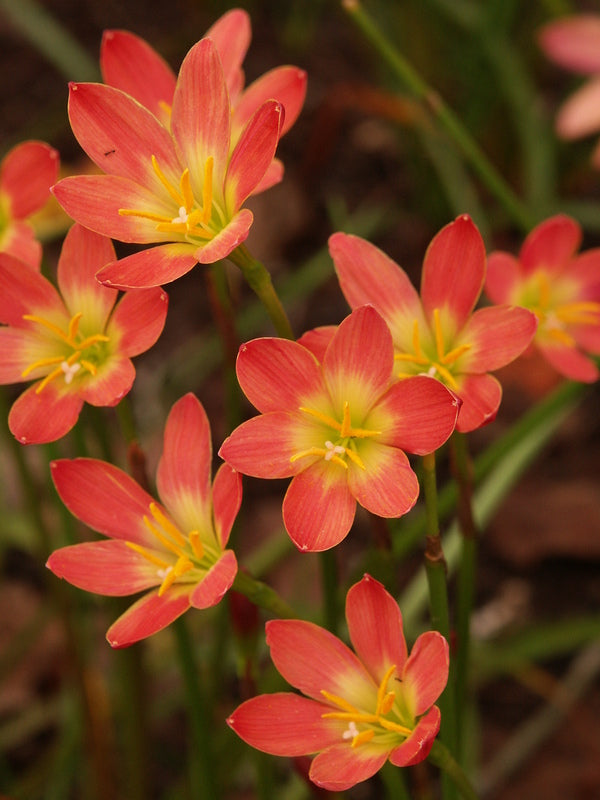 Image of Zephyranthes 'Krakatau' taken at Juniper Level Botanic Gdn, NC by JLBG