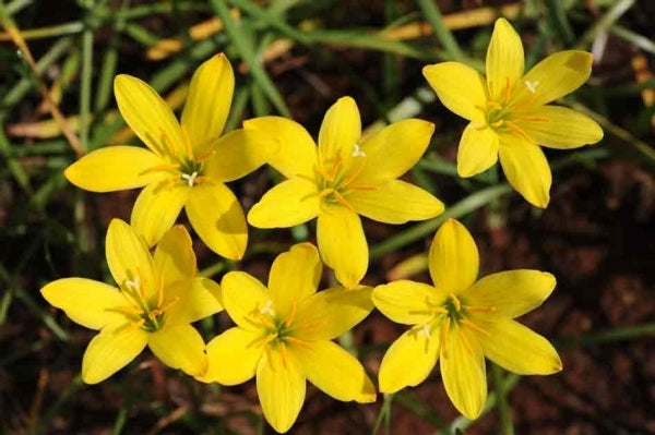 Image of Zephyranthes 'Midas Touch' taken at F. Marta Gdn, Indonesia by F. Marta
