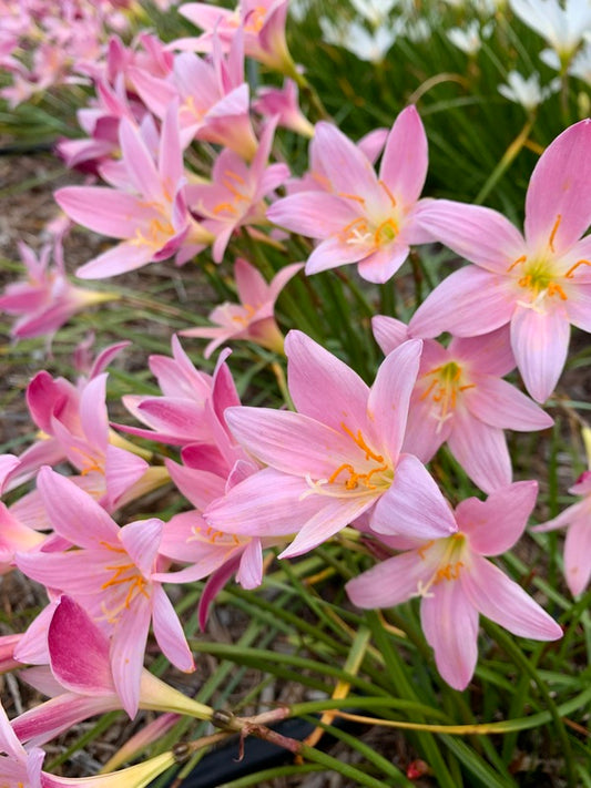 Image of Zephyranthes 'Morning Star' taken at Juniper Level Botanic Garden, Raleigh NC by Lidia Churakova