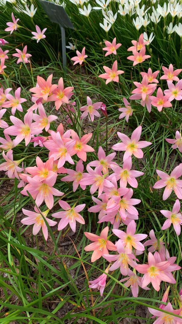 Image of Zephyranthes 'Morning Star' taken at Juniper Level Botanic Garden, Raleigh NC by Lidia Churakova