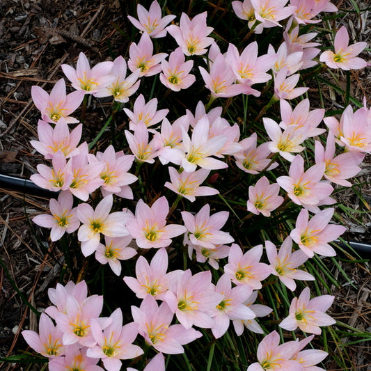 Image of Zephyranthes 'Pink Out' taken at Juniper Level Botanic Gdn, NC by JLBG