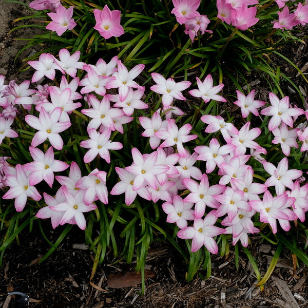 Image of Zephyranthes 'Summer's Chill' taken at Juniper Level Botanic Gdn, NC by JLBG
