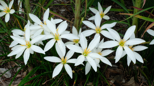 Image of Zephyranthes 'Superstar' taken at Juniper Level Botanic Gdn, NC by JLBG