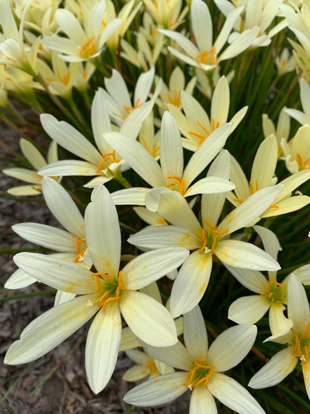 Image of Zephyranthes 'Yellow Fever' taken at Juniper Level Botanic Garden, Raleigh NC by Lidia Churakova