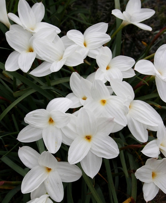 Image of Zephyranthes drummondii 'Fedora'