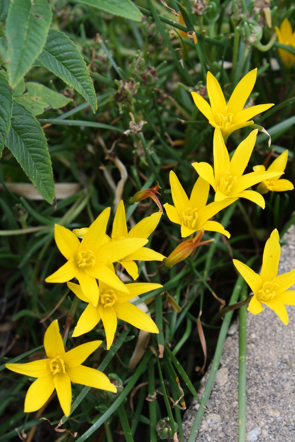 Image of Zephyranthes flavissima taken at Hickory, NC