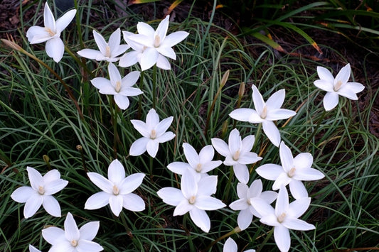 Image of Zephyranthes traubii 'San Carlos'