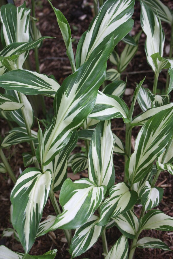 Image of Zingiber mioga 'Dancing Crane' taken at Juniper Level Botanic Gdn, NC by JLBG